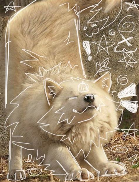 timber wolf therian pfp | Artic wolf, Timber wolf, Cats art drawing