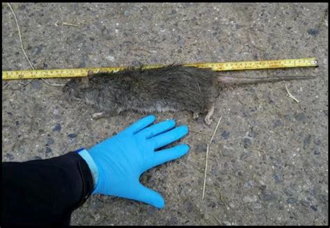 Horrifying Pics Show Biggest Ever Super Rats Caught On Camera In