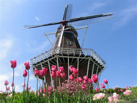 We know that being far from those you love and care about is hard at the best of times and that when it comes to big events such as when you send flowers to holland with us we will ensure that the arrangement of your choice is recreated using only the finest and freshest of. This Pizza Was A Dutch Treat | Holland windmills, Windmill ...