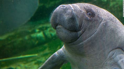 Manatees No Longer Endangered In Us Agency Says