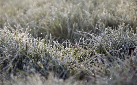 Grass Lawn Frozen Frost Free Stock Photo Public Domain Pictures