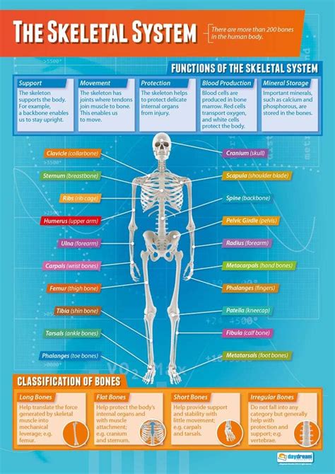 The Skeletal System Pe Posters Gloss Paper Measuring 850mm X 594mm