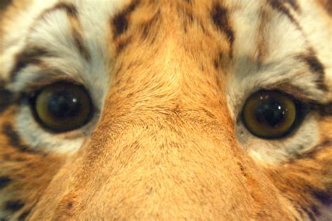 Eyes Of The Tiger Dotpolka Flickr