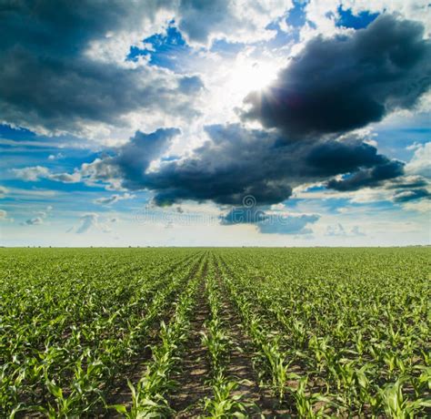 Growing Corn Field Green Agricultural Landscape Stock Photo Image