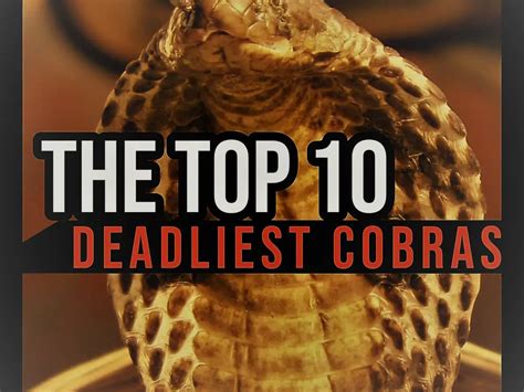 Top 10 Deadliest Cobras In The World A Countdown