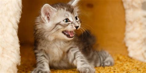 Why Do Cats Hiss At Kittens A Veterinarian Explains