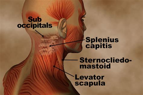 Tutorials and quizzes on the anatomy and actions of the back muscles (iliocostalis, longissimus, spinalis, multifidus, and quadratus lumborum), using interactive animations, diagrams, and illustrations. Anatomy and Pathology for bodyworkers - Real Bodywork