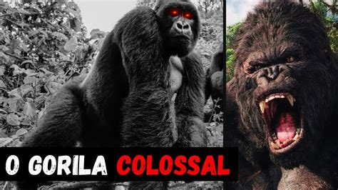 Gorila O Maior E Mais Forte Gorila Do Mundo Youtube