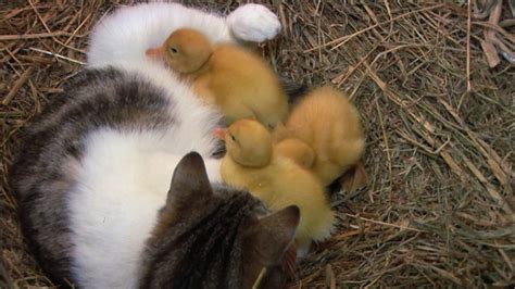 Bbc One Animal Odd Couples Episode 1 Cat And Ducklings