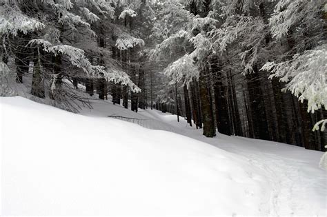 Free Picture Snow Winter Cold Forest Wood Ice Frozen Mountain