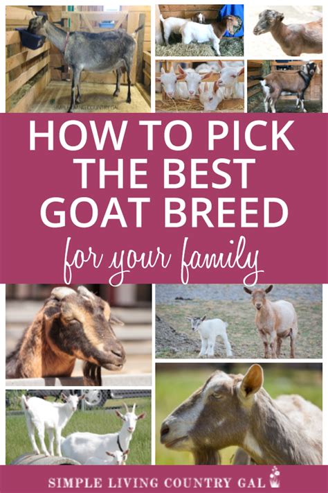 Choosing The Best Goat Breed For You Simple Living Country Gal