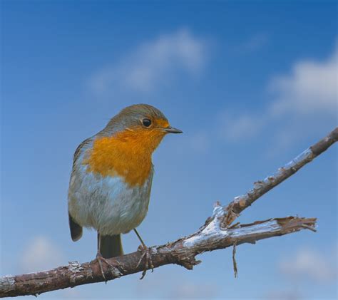 Pájaro Robin Songbird Foto Gratis En Pixabay Pixabay