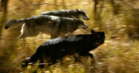 Real Moving Pictures Of Wolves Running