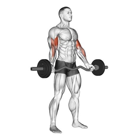 Wide Grip Barbell Curl Benefits Muscles Worked And More Inspire Us