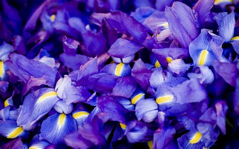 Iris Violet Violet Iris Flowers Flower Hd Wallpaper Pxfuel