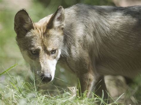 Feds 14 Endangered Mexican Wolves Found Dead In 2016