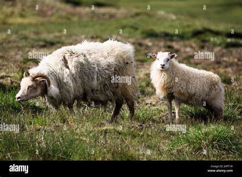 Nordic Sheep Hi Res Stock Photography And Images Alamy