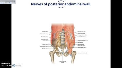 The abdomen (colloquially called the belly, tummy, midriff or stomach) is the part of the body between the thorax (chest) and pelvis, in humans and in other vertebrates. Overview of Abdomen (5) - Muscles and Nerves of Posterior ...