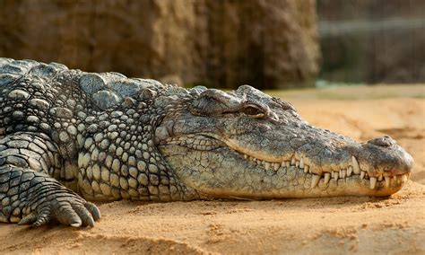 Kakadu Crocodiles Mostly Dine Out Griffith News