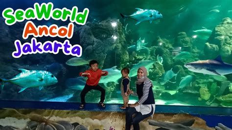 Seaworld Ancol Jakarta Terbaru Youtube