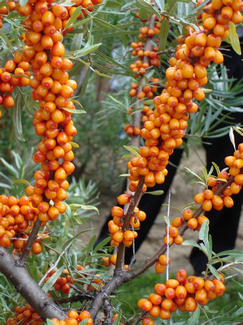 Sea buckthorn has been used in a number of ways, but its most common implementations involve conditions of the skin. Sea Buckthorn: Superfruit from Northern Vigor Berries
