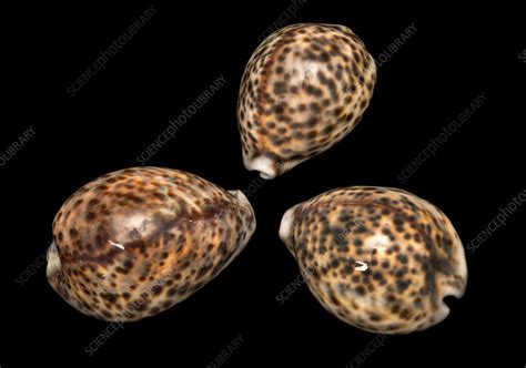 Tiger Cowrie Stock Image C Science Photo Library