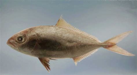 Lesser Amberjack Seriola Fasciata Photo Pictures And Images On