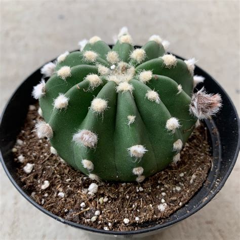 Echinopsis Subdenudata Dominoes Easter Lily Cactus 35 Etsy