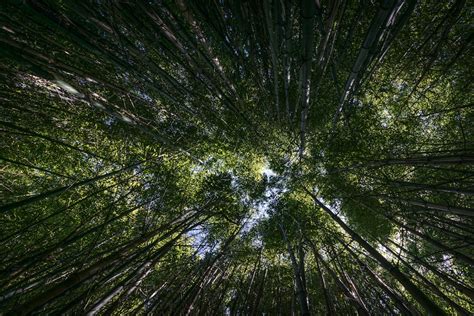100 Forest Pictures And Images Download Free Photos On Unsplash