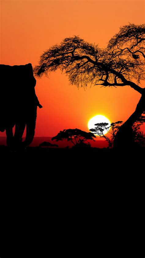 Download Wallpaper Sunset In Savanna 1080x1920