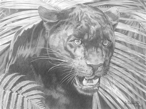 Black Panther Pencil Drawing ~ Black Panther Pencil Drawing By Tafoxart