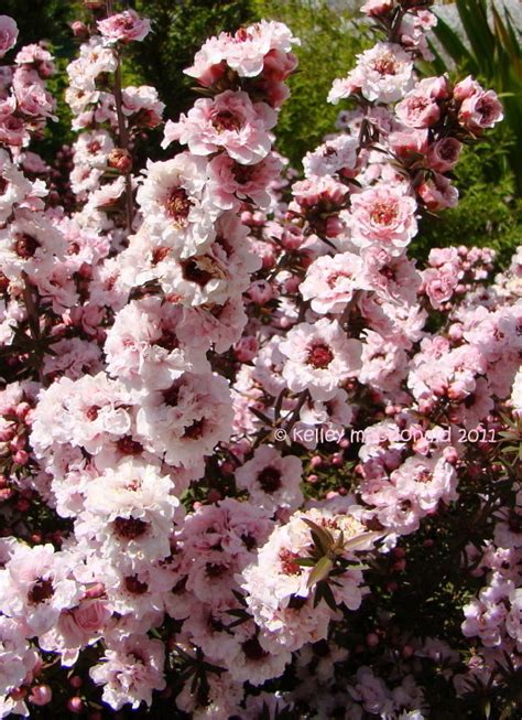 Mar 22, 2020 · the new zealand tea tree ( leptospermum scoparium) is an evergreen shrub that features small,. PlantFiles Pictures: New Zealand Tea Tree, New Zealand Tea ...