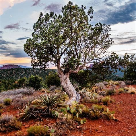 Types Of Juniper Trees In Arizona Tyrell Ohara
