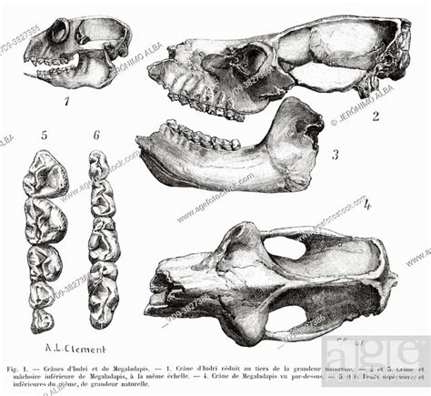 Megaladapis Edwardsi Giant Lemur Skull Of The Giant Lemur Was Roughly