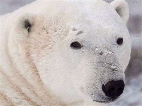 The Starving Polar Bear Story Was Agenda Driven