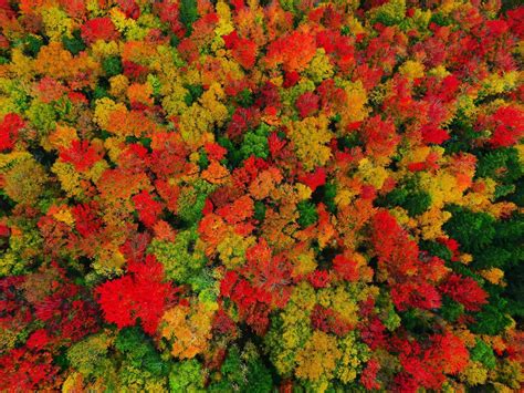 Vermont Fall Foliage I Captured In Peacham Vt Album On Imgur Fall