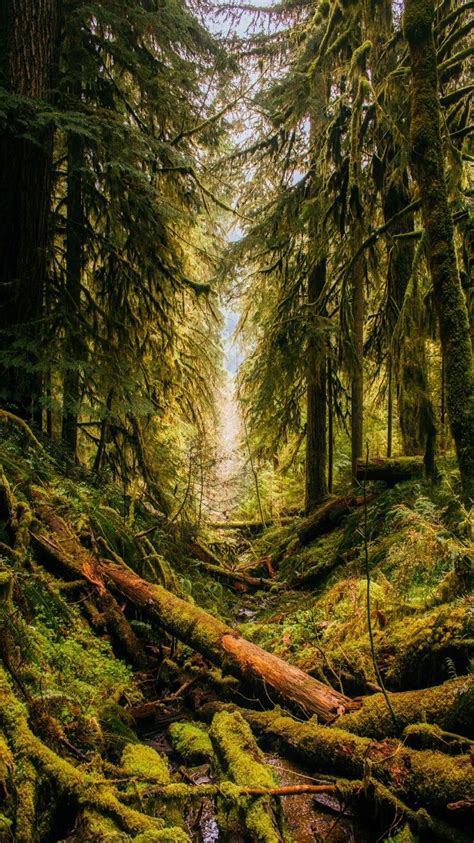 Natures Landscape An Oregon Forest Forest Pictures Forest