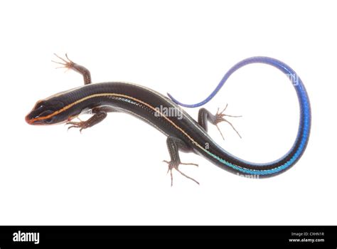 Blue Tail Skink Lizard Stock Photo Alamy