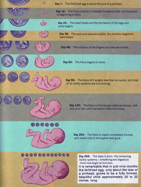 Bagian ekor pada embrio saat usia tersebut juga mulai hilang. mamahousewifeshop: Perkembangan Bayi Bagi Trimester Ketiga