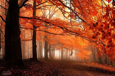 Dream Like Autumn Forests By Czech Photographer Janek Sedlář Autumn