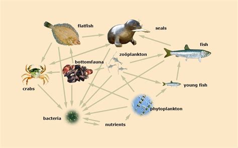 What Do Phytoplankton Eat Eats Mastery Wiki
