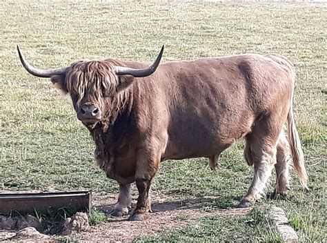 Filehighland Cattle Named Petras Above Širvintos Lithuania 2020