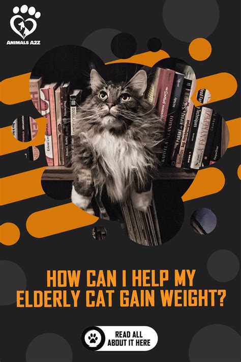 In many ways, animals and people are really very similar. How Can I Help My Elderly Cat Gain Weight? [ Detailed ...
