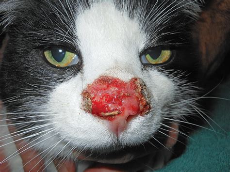 Top 5 Viral Dermatoses In Cats Clinicians Brief