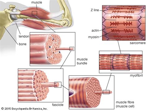 Learn all about the human skeleton, its bones and their it is made up of bones. skeletal muscle | Definition & Function | Britannica.com