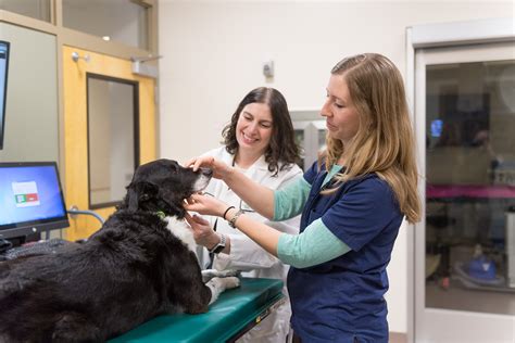 University Of Colorado Veterinary School Meaninghippo