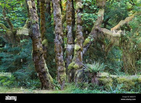 Rainforest Hoh Rainforest Olympic National Park Washington Usa