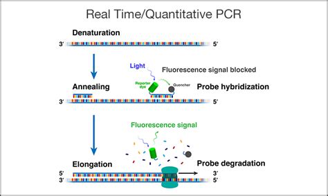 Pcr Polymerase Chain Reaction Pcr Hamamatsu Photonics