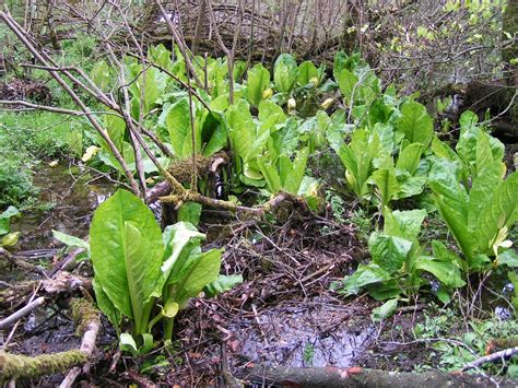 This native plant creates its own heat, providing, pollen, shelter and eastern skunk cabbage: Central and East Lakes Rangers: The American Invader ...