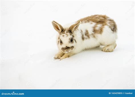 Easter Bunny Isolated On White Snow Stock Image Image Of Mammal